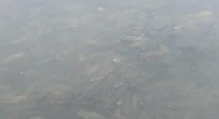 Zeci de bancuri de pești au apărut pe luciul lacului Siutghiol. Ce explicaţie dau specialiştii