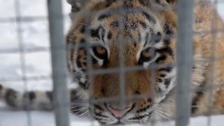 Cântatul, talentul ascuns al unui pui de tigru siberian