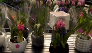 Veste bună pentru bărbaţi, de 8 Martie. Prețul florilor este mai mic