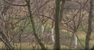 Mama bebeluşului găsit mort pe un câmp din Timiş, căutată de poliţişti. Femeia este acuzată de pruncucidere