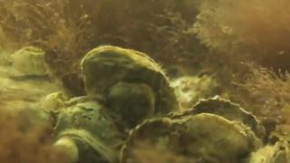 Stridiile japoneze, specifice Oceanului Pacific, găsite în Marea Neagră. Specia ar putea ajunge în câţiva ani în meniul restaurantelor