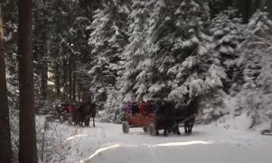 Un altfel de 8 martie: Cu căruța prin pădure