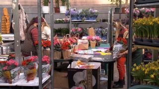 Românii au cumpărat mai multe flori ca niciodată, în luna martie