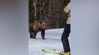 Un urs a apărut în mijlocul schiorilor, la Predeal. Autorităţile din Braşov avertizează că pericolul este mare
