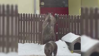 Problema urşilor din Predeal, complicată de birocraţie. Gestionarul fondului de vânătoare şi-a încetat contractul