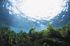 Agricultura marină face primii paşi şi în România. În Marea Neagră vor fi plantate câmpii de iarbă subacvatică