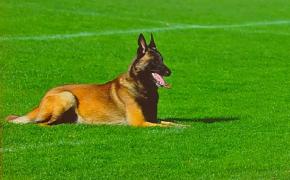 Antrenat în România, cel mai bun din Belgia. Patrupedul Chaos detectează persoanele infectate cu COVID-19