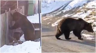 Urs filmat când încerca să dărâme gardul unei curţi, în Azuga. Oamenii au turat motoarele maşinilor, ca să alunge animalul