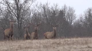 Parc cu animale sălbatice în Harghita, oază de relaxare