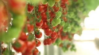 Roșii românești, cultivate modern la Constanţa