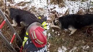 O altfel de misiune pentru pompierii din Aiud: S-au mobilizat să salveze un câine căzut într-o fosă septică