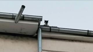 Pisică blocată de patru zile pe acoperișul unui bloc, misiune imposibilă pentru pompierii din Vaslui