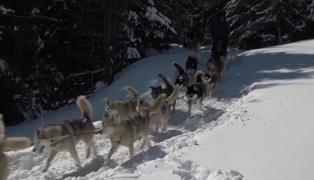 Vacanţă de poveste în Munţii Harghitei. Săniile trase de câinii Husky au fost la mare căutare