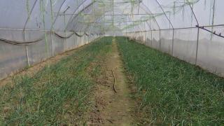 2.000 de euro, suma pe care o pot primi producătorii români de legume prin noul program "Tomata"