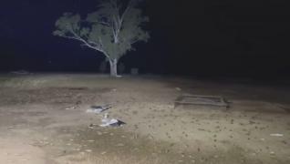 Zeci de milioane de șoareci au invadat estul Australiei, spre disperarea localnicilor