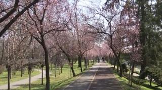 Au înflorit cireșii roz pe malul râului Bega, un loc ideal pentru a surprinde spectacolul naturii într-o fotografie