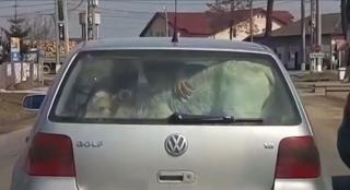 Șofer surprins în trafic, la Suceava, cu un vițel înghesuit în portbagaj