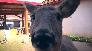 O hunedoreancă oferă animale de împrumut pentru familiile care îşi doresc experienţe inedite