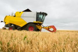 Seceta scumpește pâinea. Fermierii, la capătul răbdării