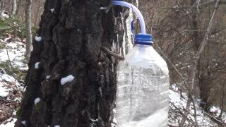 Seva de mesteacăn, un remediu miraculos. Ce beneficii aduce corpului o astfel de cură