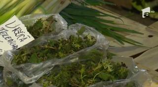 Verdeţurile primăverii, un izvor de sănătate. Ștevia este un energizant natural, urzicile previn anemia