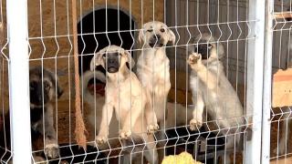 Poliția Animalelor din Maramureș a intrat în acțiune, însă n-are adăposturi. La Baia Mare centrul pentru câini este arhiplin