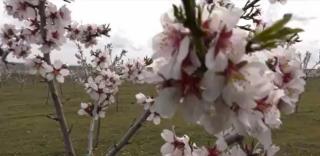 Doi constănţeni au transformat o palmă de teren într-un mic colţ de rai plin cu... migdali