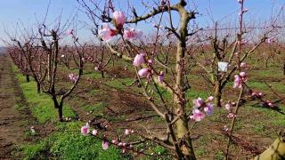 Schimbările bruşte de temperatură au bulversat agricultura. Preţul fructelor s-ar putea dubla la vară