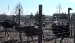 Struţ în loc de miel pe masa de Paşte. La Sebeş, comenzile au explodat