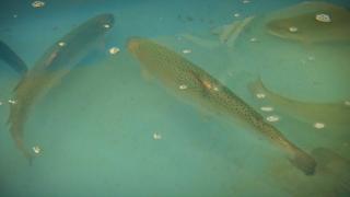 Păstrăvul, peşte de apă dulce, s-a adaptat uşor la condiţiile din Marea Neagră. La ce concluzie au ajuns cercetătorii