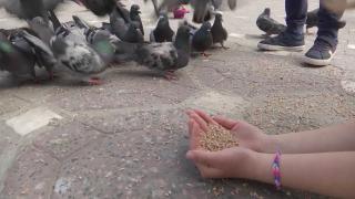 Primăria Timişoara a declarat război porumbeilor. Ce amenzi riscă cei care hrănesc păsările şi animalele