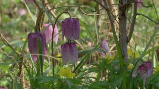 Un câmp cu lalele pestrițe, păzit de localnici ca turiștii să nu fure floarea pe cale de dispariție