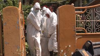 Pesta porcină ar putea fi transmisă şi de insecte, potrivit cercetătorilor din Cluj Napoca