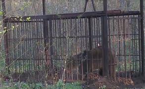 Un urs, care teroriza localnicii din Târgu Mureş de aproape doi ani, a fost prins şi relocat în munții Călimani