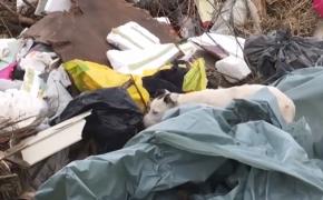 Primar dintr-o comună suceveană, pus să curețe o groapă de gunoi ilegală. Edilul dă vina pe sătenii care aruncă resturi menajere