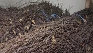 Curăţenia din Lugoj se face cu unelte din secolul trecut. Angajaţii primesc cozi şi o grămadă imensă cu nuiele din care îşi fabrică zilnic mături