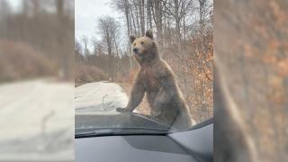 Surpriză pentru şoferi, în drum spre Cota 1400, din Sinaia. S-au trezit cu trei urşi jucăuşi printre maşini