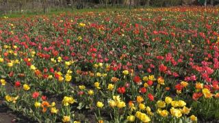 Paradisul lalelelor s-a mutat în judeţul Bihor. Un preot şi-a transformat grădina într-o adevărată atracţie pentru fotografi şi nu numai