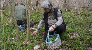 Leurda, la mare căutare. Este un antiseptic natural şi ajută la creşterea sistemului imunitar