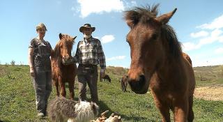 Doi olandezi, soţ şi soţie, s-au mutat definitiv în România. Au adus cu ei zeci de cai islandezi