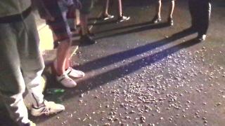 Amenda primită de 9 constănțeni, prinși că mâncau semințe pe stradă. Polițiștii i-au pus să facă și curat