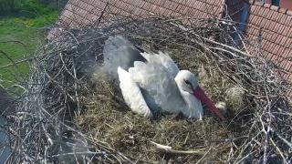 Zeci de berze şi-au găsit locul într-un sat de lângă Târgu Mureş. Două dintre cuiburi sunt monitorizate permanent online