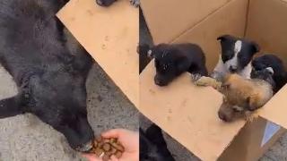 Căţeluşă aruncată cu tot cu pui la ghena de gunoi, de o persoană din Dej