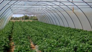 Un kilogram de căpşune, mai scump ca un kilogram de carne. Care este explicaţia producătorilor