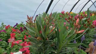 Florile potrivite pentru înfrumuseţarea grădinii. Cât costă o muşcată şi ce plante ornamentale exotice preferă românii