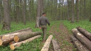 Pedepse mai aspre pentru cei care agresează pădurarii. În ultimii ani, peste 700 de silvicultori au fost atacaţi