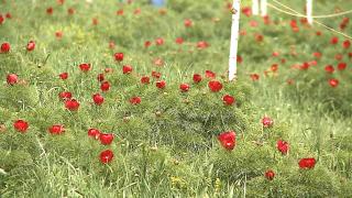 Imagini spectaculoase din rezervaţia botanică din Mureş, unică în Europa