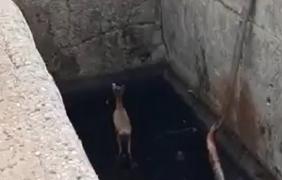 Pui de căprioară, salvat de pompieri dintr-un bazin de apă adânc de patru metri, în Alba