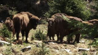 Trei zimbri, aduşi în ţară din Suedia, Germania şi Polonia. Vor fi lăsaţi să zburde liberi în munţii Făgăraş