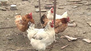 Gripa aviară loveşte din nou România. Comerţul cu păsări, suspendat o lună în toată ţara